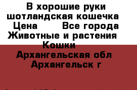 В хорошие руки шотландская кошечка › Цена ­ 7 - Все города Животные и растения » Кошки   . Архангельская обл.,Архангельск г.